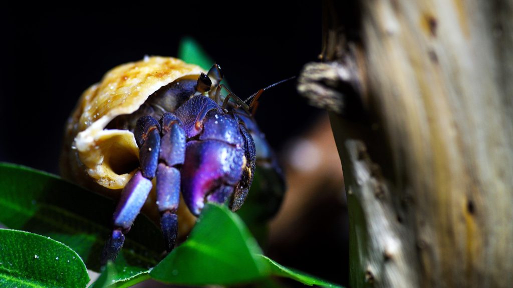 CUA ẨN SĨ - NGƯỜI BẠN GẮN VỚI THẾ HỆ 8X 9X 1