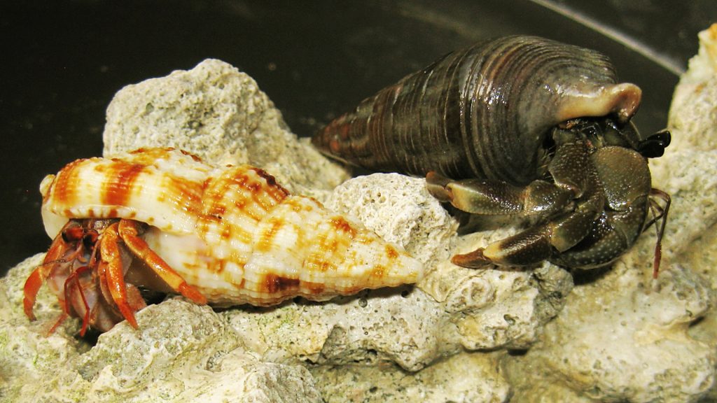 TẠI SAO GỌI LÀ CUA ẨN SĨ 1